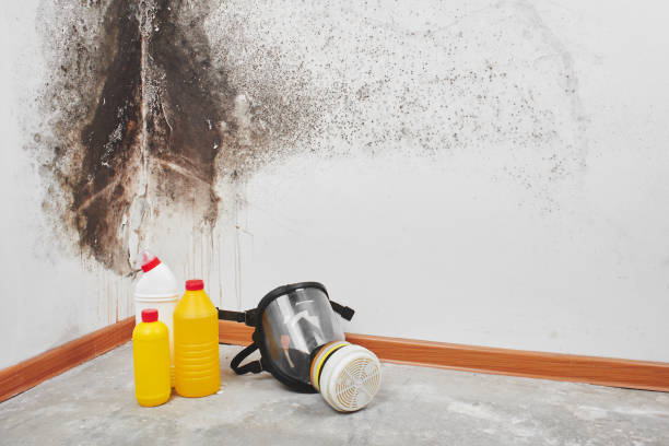 Best Attic Mold Removal  in Nokomis, FL