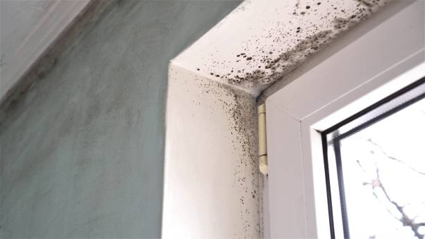 Trusted Nokomis, FL Mold Removal Experts