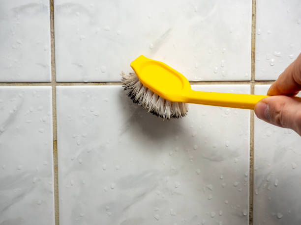 Best Mold Removal Near Me  in Nokomis, FL