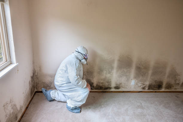 Best Crawl Space Mold Removal  in Nokomis, FL
